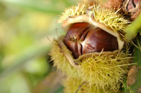 Fresh chestnuts in bug Stock Photos