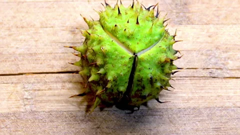 Fresh chestnuts in green shell on surface. Видео 217977527