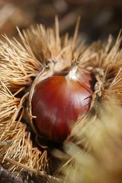 Fresh chestnuts with open husk on fallen autumn leaves Stock Photos