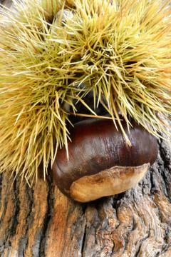 Fresh chestnuts Stock-Fotos