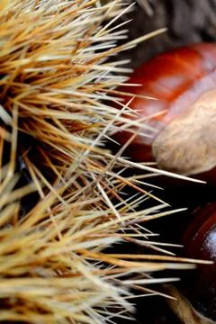 Fresh chestnuts Stock Photos