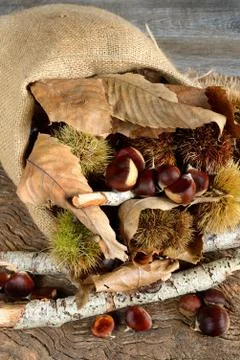 Fresh chestnuts Stock Photos