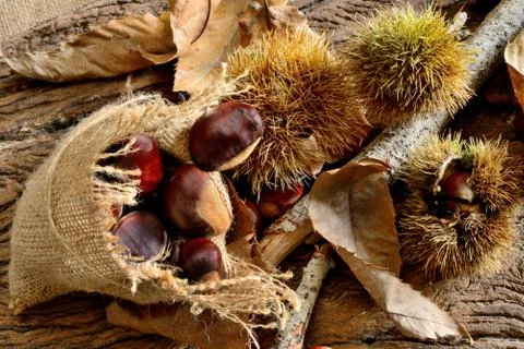 Fresh chestnuts Stock Photos