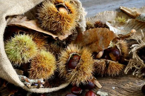Fresh chestnuts Stock Photos