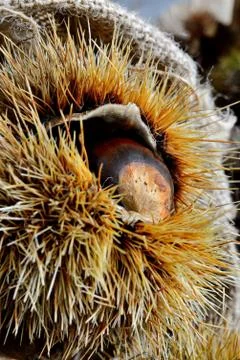 Fresh chestnuts Stock Photos