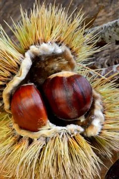 Fresh chestnuts Stock Photos
