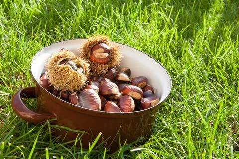 Fresh chestnuts in a pot Stock Photos
