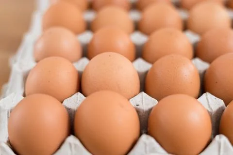 Fresh chicken egg Stock Photos