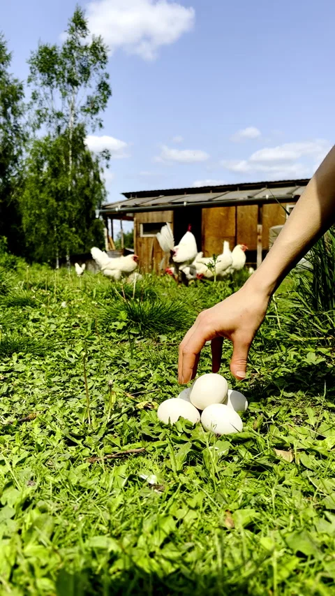 Fresh Chicken Eggs On Grass With Barn And Hens Vertical Video Stock Footage 310842408