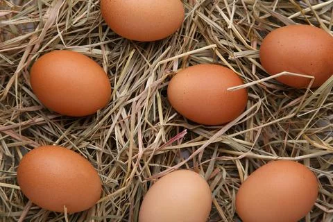 Fresh chicken eggs on a hay background Stock Photos