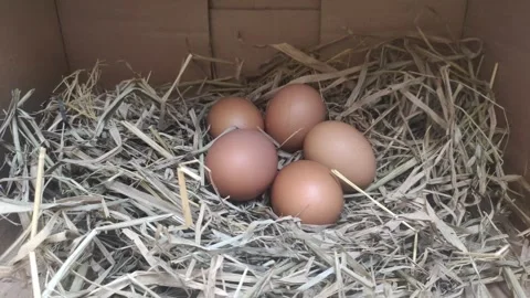 Fresh Chicken Eggs inside A Coop Stock-Footage 316208860