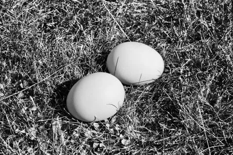 Fresh chicken eggs Stock Photos