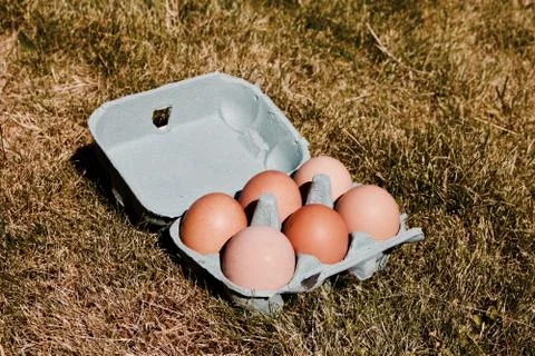 Fresh chicken eggs Stock Photos