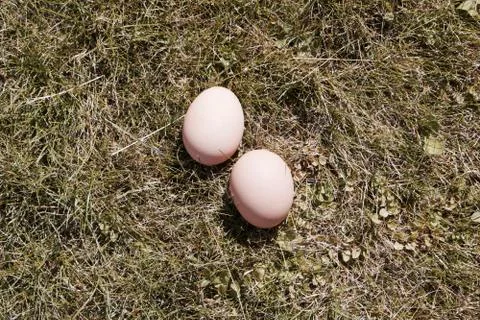Fresh chicken eggs Stock Photos