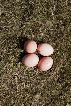 Fresh chicken eggs Stock Photos