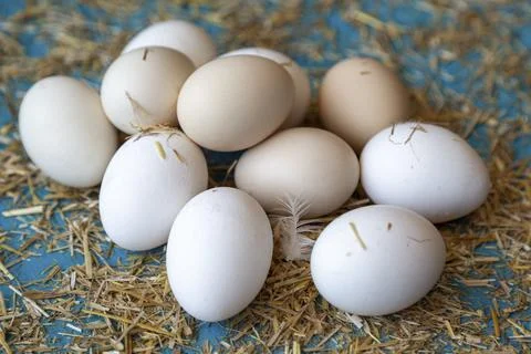 Fresh chicken eggs Stock Photos
