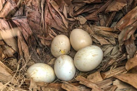 Fresh chicken eggs resting in a rustic nest of dry leaves, one just starting  写真素材
