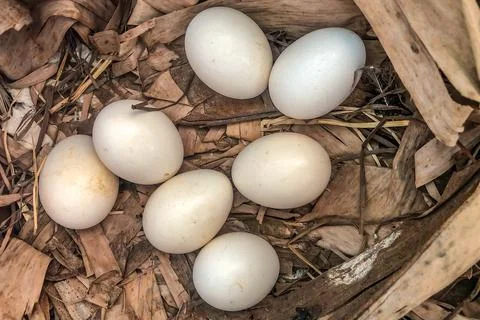 Fresh chicken eggs resting in a rustic nest of dry leaves, one just starting  写真素材