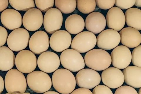 Fresh chicken eggs in a set on the surface. Farm food products background. Stock Photos