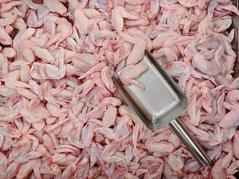 Fresh Chicken Wings Ready for Processing in a Meat Factory Setting Stock Photos
