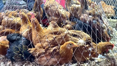 Fresh chickens in the market Stock Footage 284413025