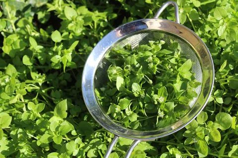 Fresh chickweed Stock Photos