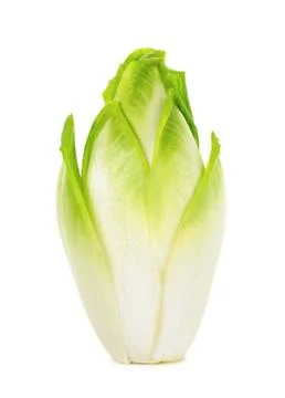Fresh chicory isolated Stock Photos