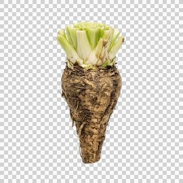 Fresh chicory root isolated on plain background with copy space. Foto stock