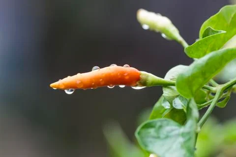 Fresh chili Stock Photos