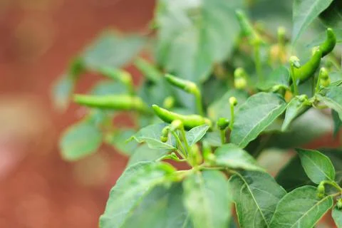 Fresh chili Stock Photos