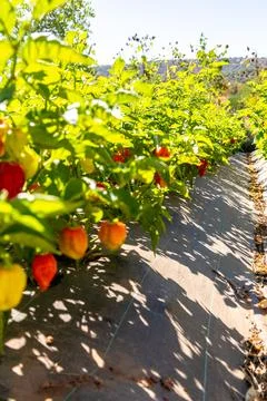 Fresh Chilli Farm Stock Photos