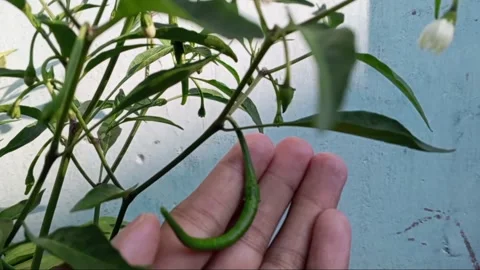 Fresh chilli peppers on its trunk at the chilli tree with green leaves Stock Footage 273894920