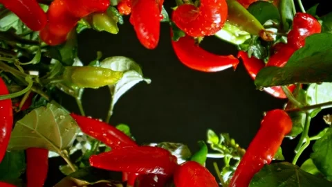Fresh Chilli Peppers Plants with Camera Motion up in the Air. Stock Footage 280750631