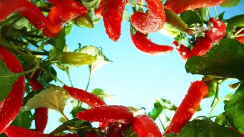 Fresh Chilli Peppers Plants with Camera Motion up in the Air. Stock Footage 280750866