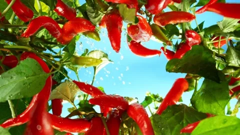 Fresh Chilli Peppers Plants with Camera Motion up in the Air. Stock Footage 280750878