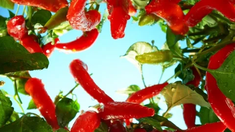 Fresh Chilli Peppers Plants with Camera Motion up in the Air. Stock Footage 304531127