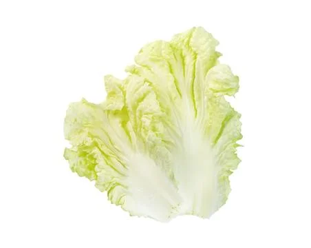 Fresh chinese cabbage leaf isolated on white background ,Green leaves pattern Stock Photos