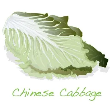 Fresh chinese cabbage vector Ilustración de archivo
