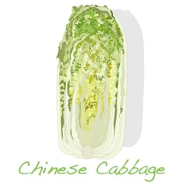 Fresh chinese cabbage vector Stock Illustration