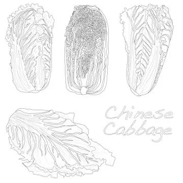 Fresh chinese cabbage vector Ilustración de archivo
