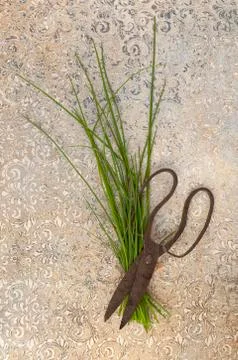 Fresh chive and scissors. Stock Photos