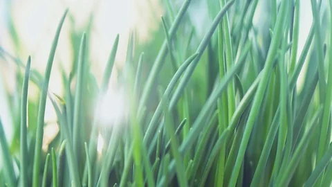 Fresh chives in the back light. Shallow depth of field Stock Footage 126984778