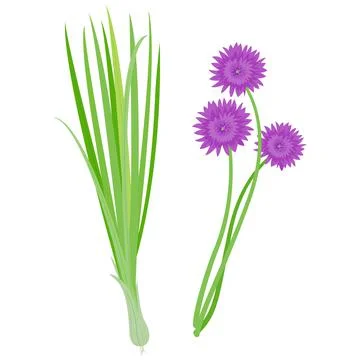 Fresh chives bunch. Vector illustration Stock Illustration