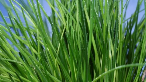 Fresh chives 動画素材 81023374