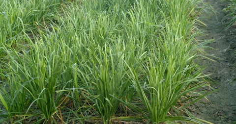 Fresh chives growing in tidy rows, lush green leaves ready for harvest. Stock Footage 321798809