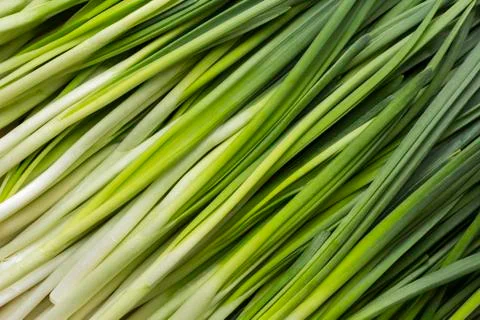 Fresh chives Stock Photos