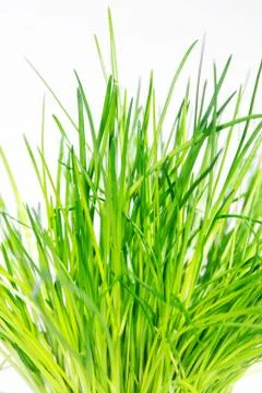 Fresh chives 스톡 사진