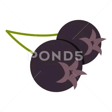 Fresh chokeberry or aronia berry icon isolated Stock Illustration