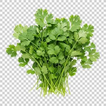 Fresh cilantro bunch coriander leaves isolated on transparent background cu.. Foto stock