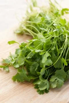 Fresh cilantro Stock Photos